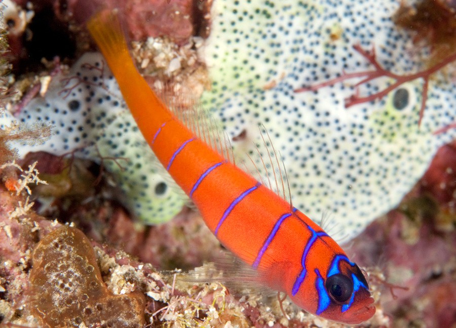 Lythrypnus Dalli 2