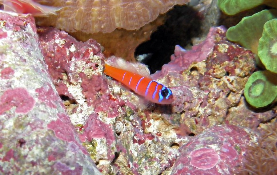 Lythrypnus Dalli 3