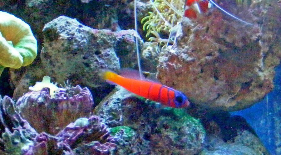 Lythrypnus Dalli 4