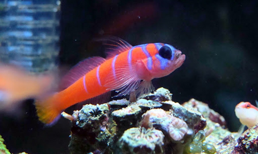 Lythrypnus Dalli 5