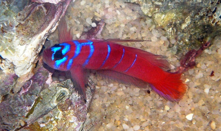 Lythrypnus Dalli 6
