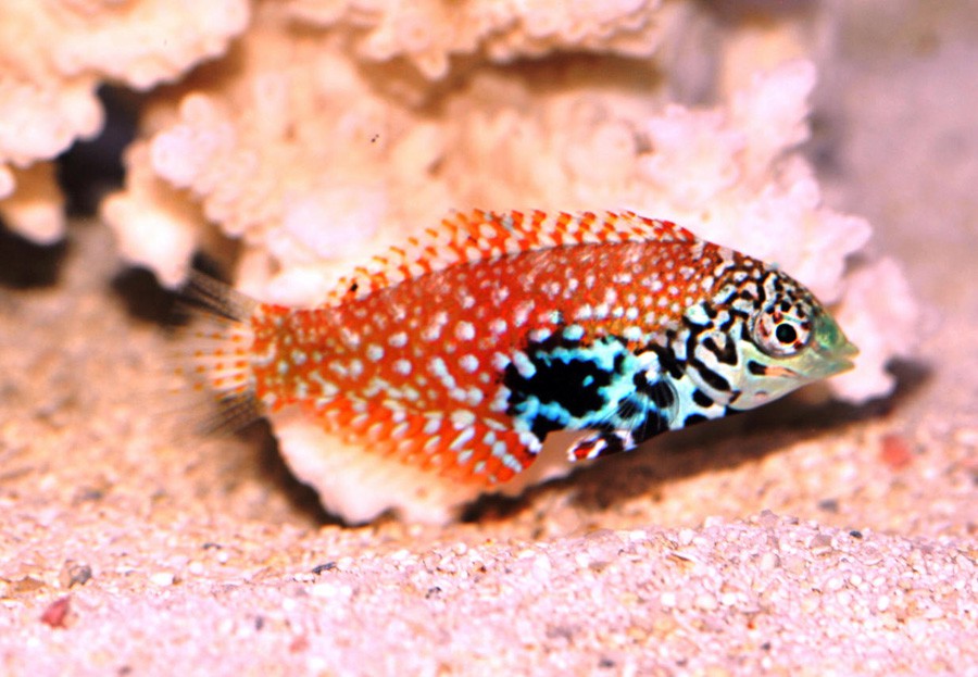 Macropharyngodon Bipartitus 2