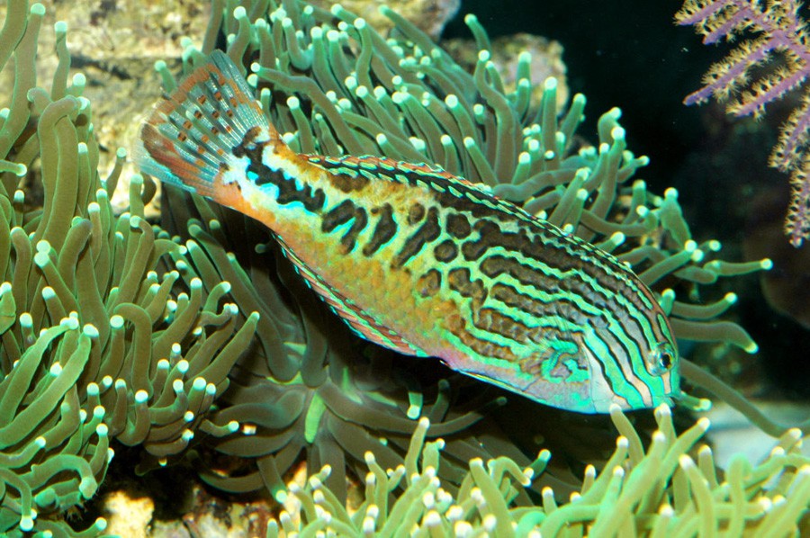 Macropharyngodon Bipartitus 3