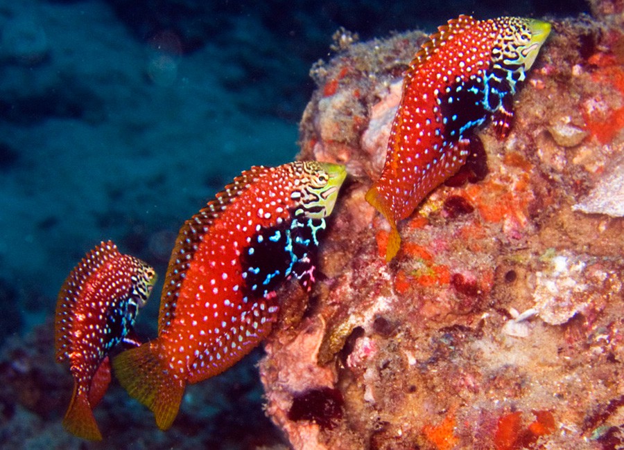 Macropharyngodon Bipartitus 4