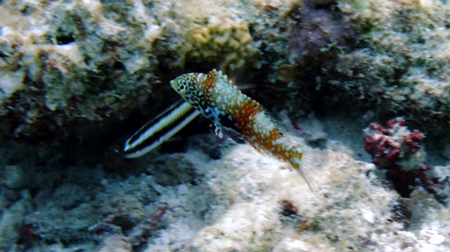 Macropharyngodon Bipartitus 6