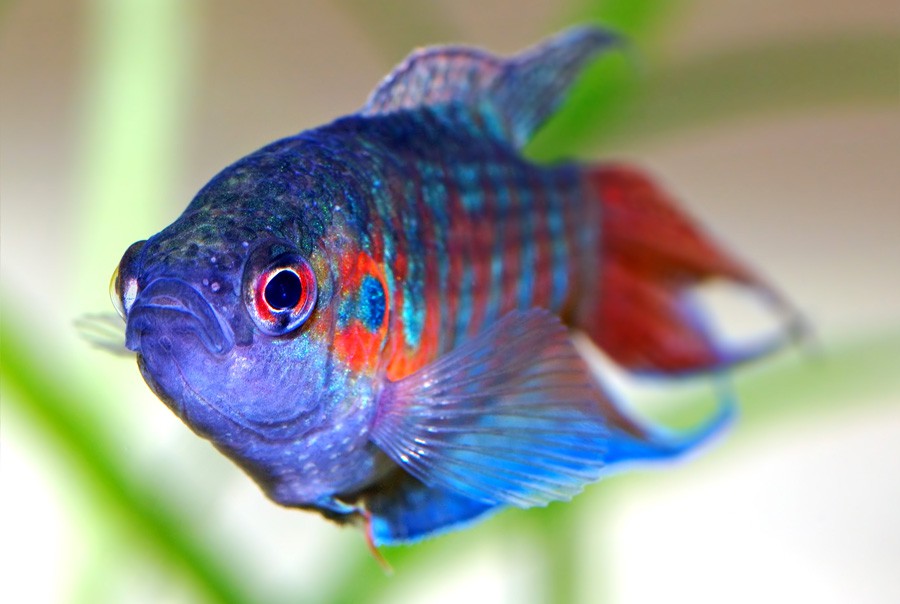 Macropodus Opercularis