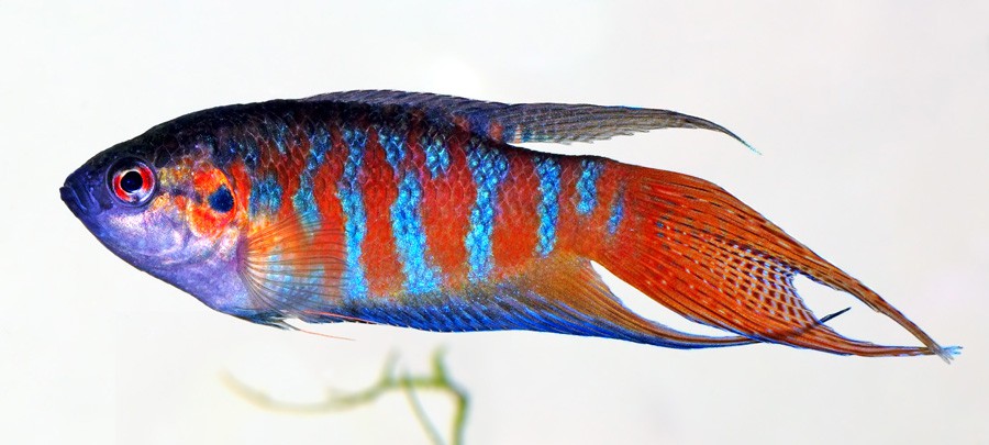 Macropodus Opercularis 2