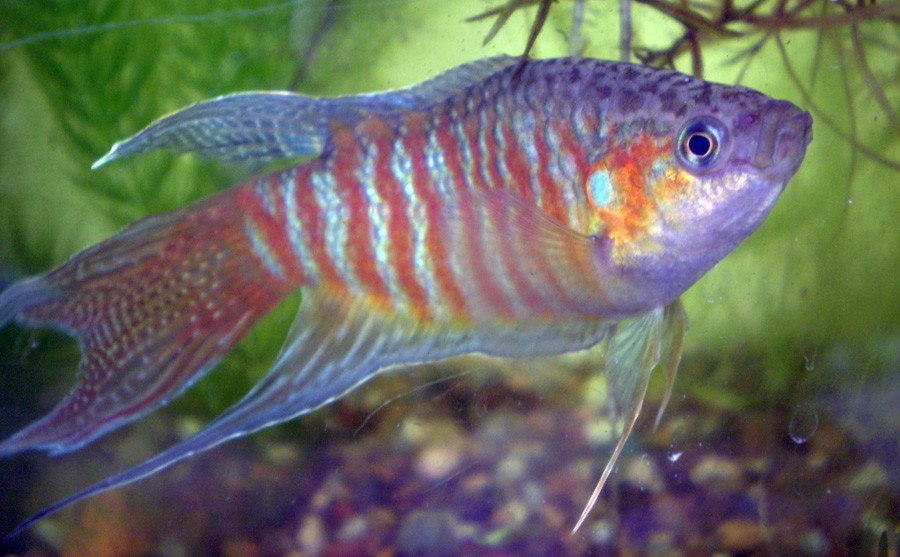 Macropodus Opercularis 3