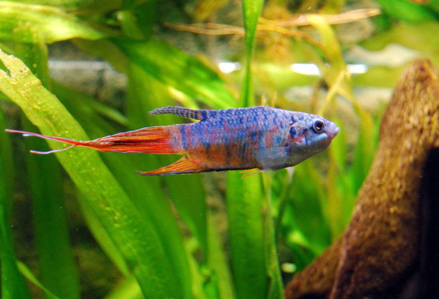 Macropodus Opercularis 4