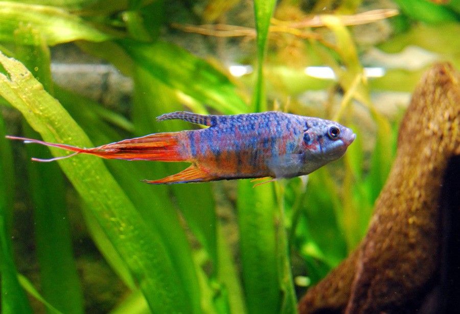Macropodus Opercularis 4