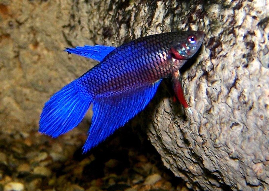 Macropodus Opercularis 5