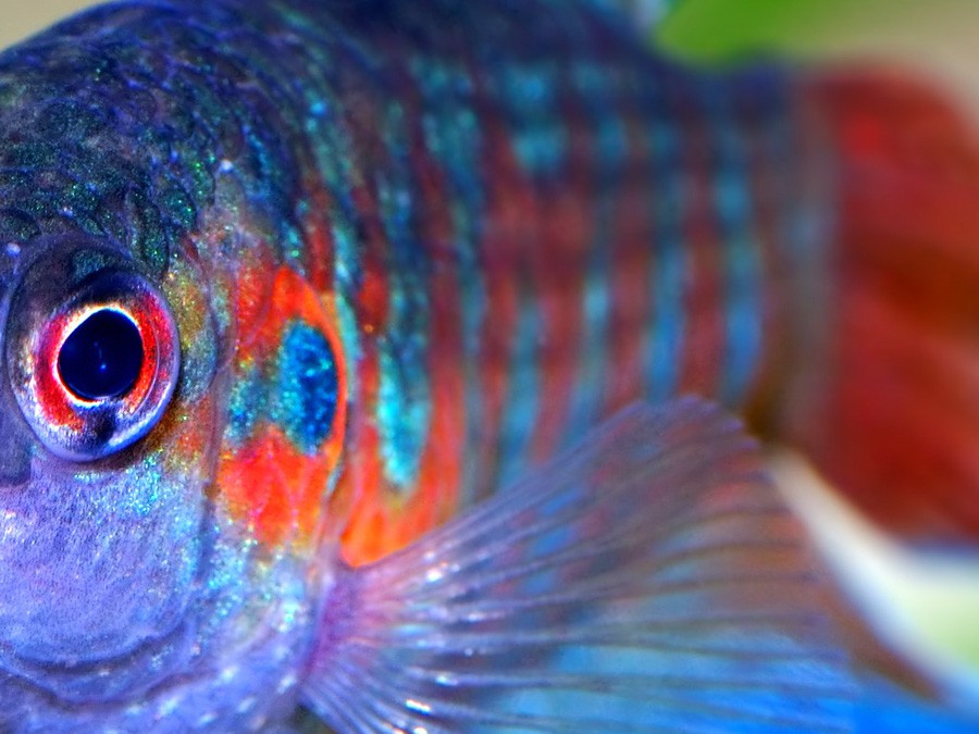 Macropodus Opercularis 6