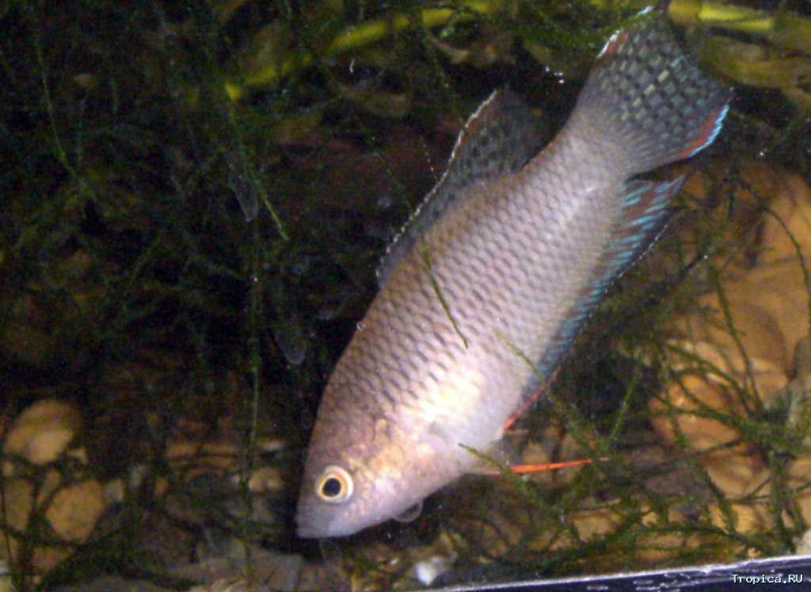 Macropodus Spechti