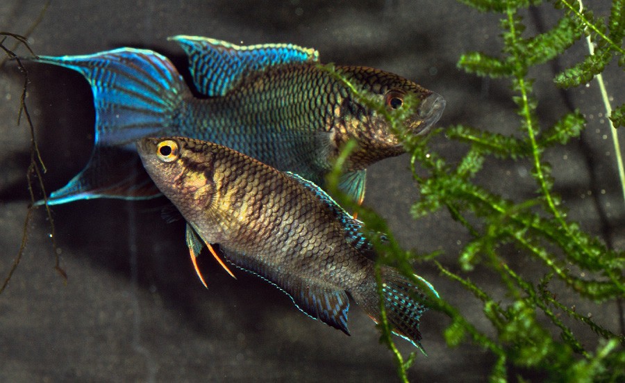Macropodus Spechti 2