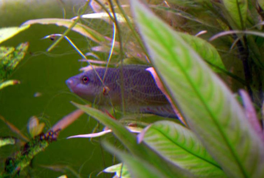 Macropodus Spechti 3
