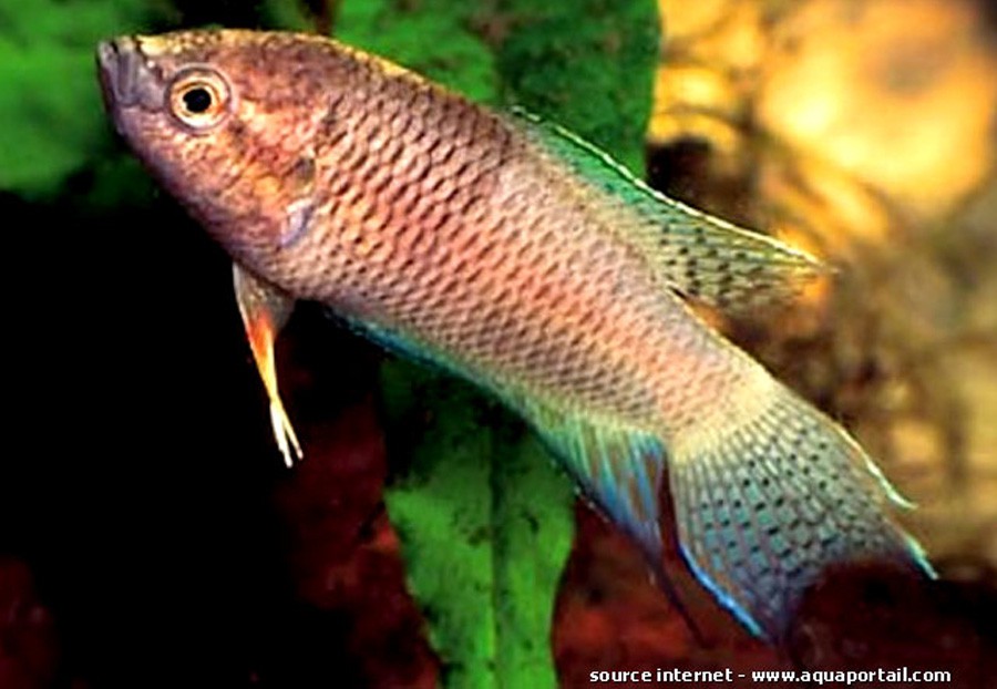 Macropodus Spechti 4
