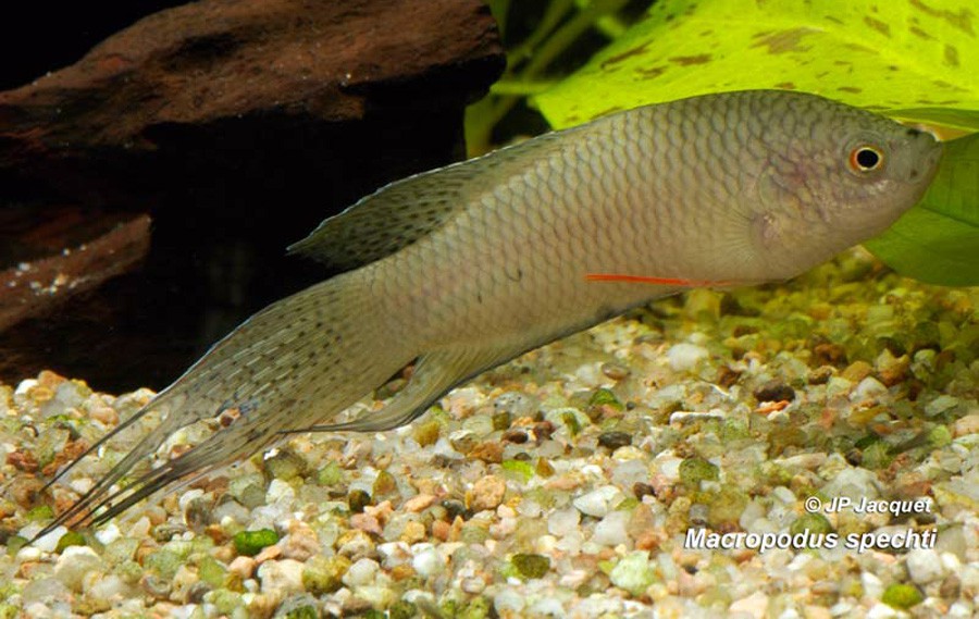 Macropodus Spechti 5