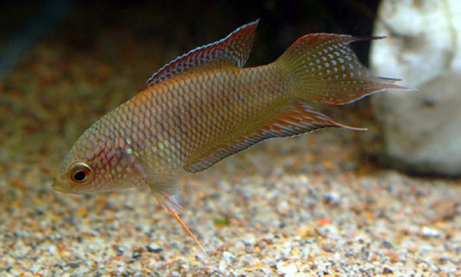 Macropodus Spechti 6