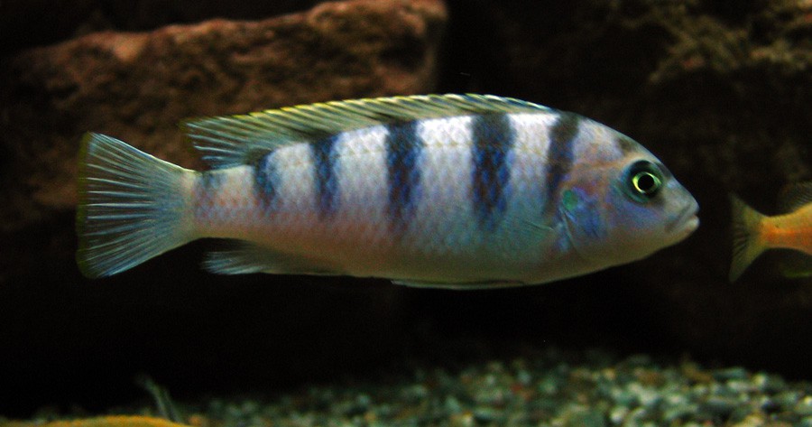 Zebra Metangula