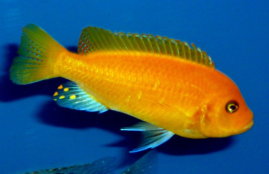 Maylandia Estherae 2