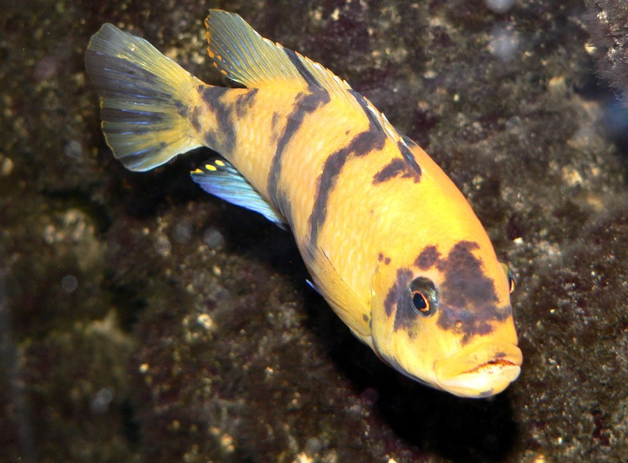 Maylandia Estherae 5