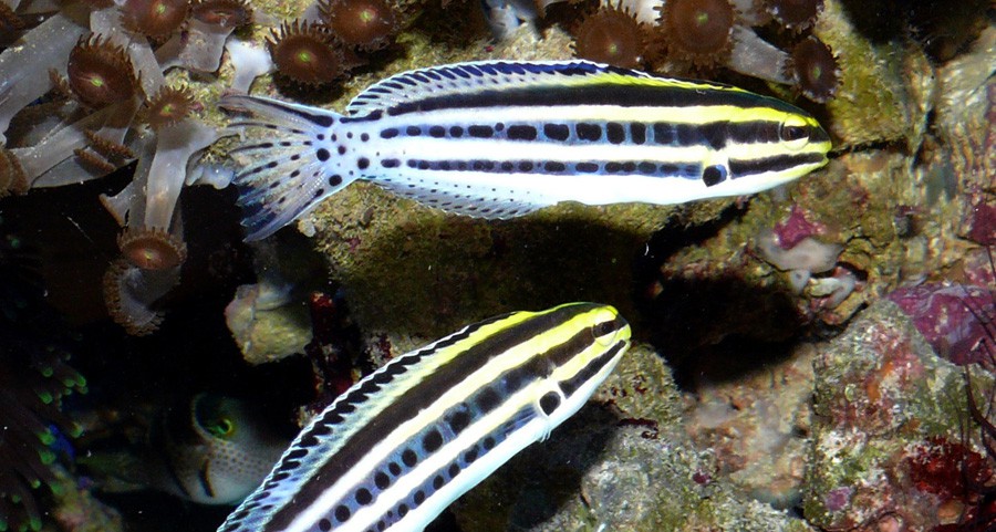 Blénido Rayado Colmillos de Sable