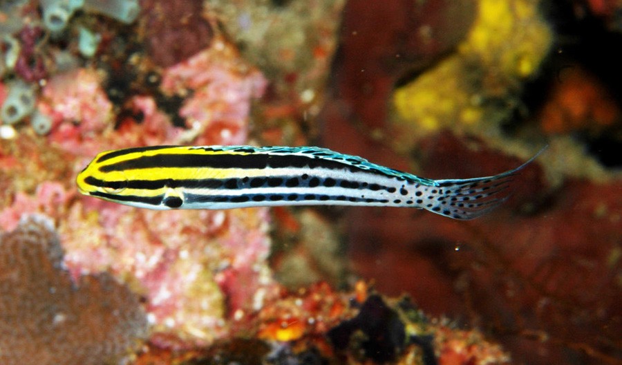 Meiacanthus Grammistes 2