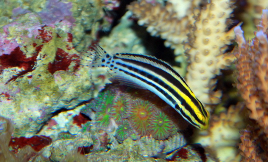 Meiacanthus Grammistes 4
