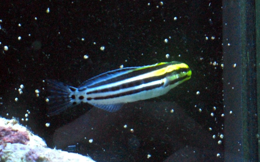 Meiacanthus Grammistes 6