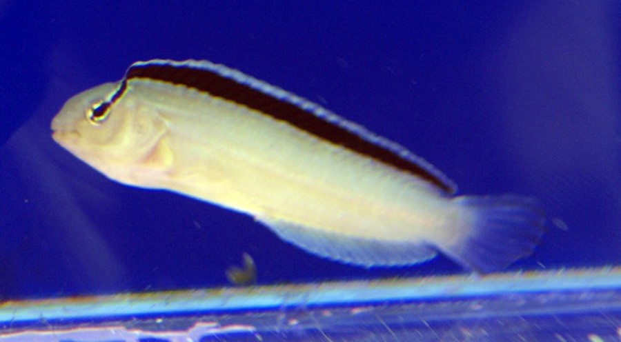 Blénido de Simth