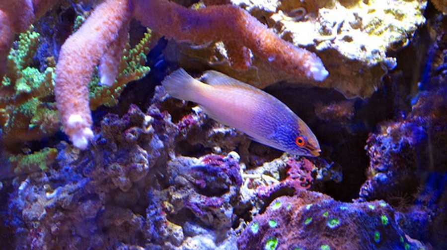 Meiacanthus Smithi 4