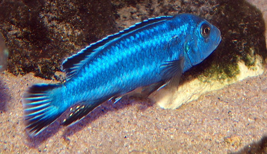 Melanochromis Cyaneorhabdos 2