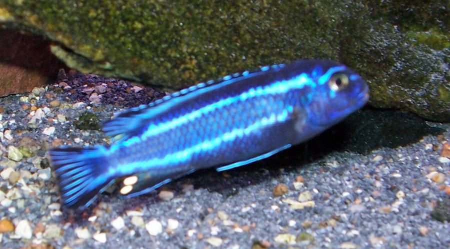 Melanochromis Cyaneorhabdos 3