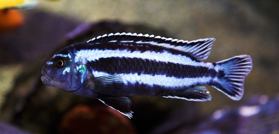Melanochromis Cyaneorhabdos 4