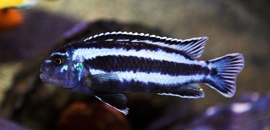 Melanochromis Cyaneorhabdos 4