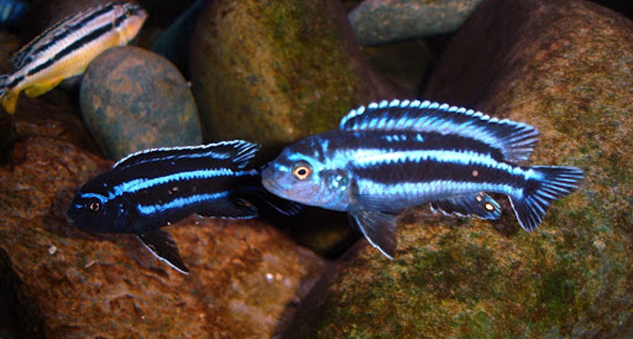Melanochromis Cyaneorhabdos 5