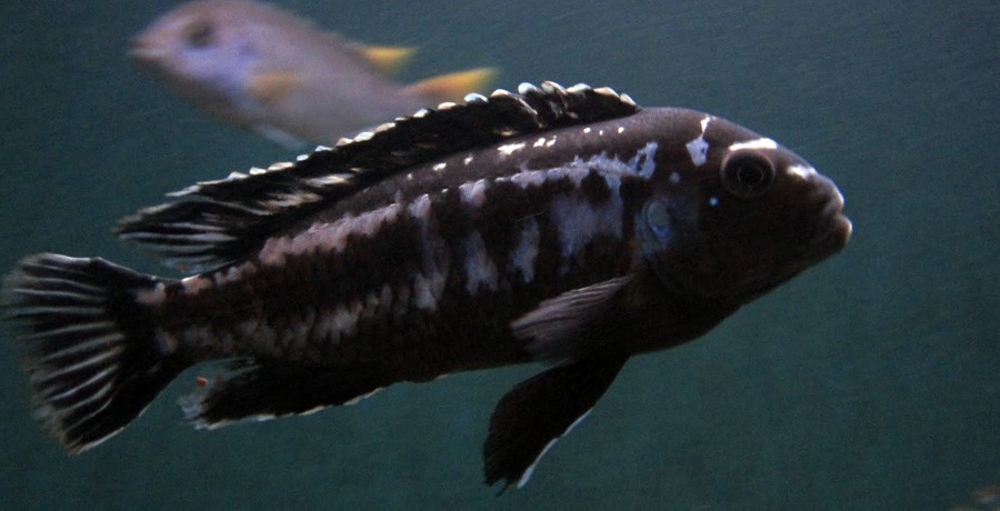 Melanochromis Cyaneorhabdos 6