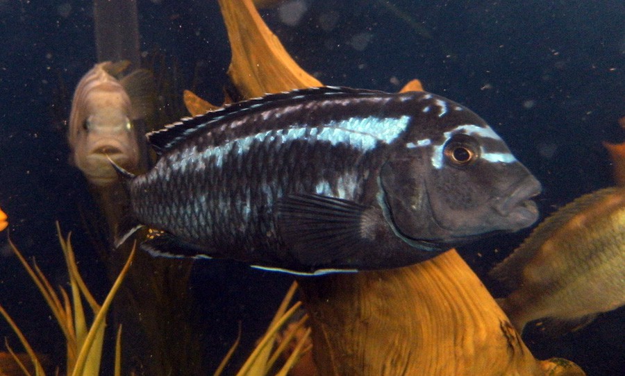 Melanochromis Interruptus