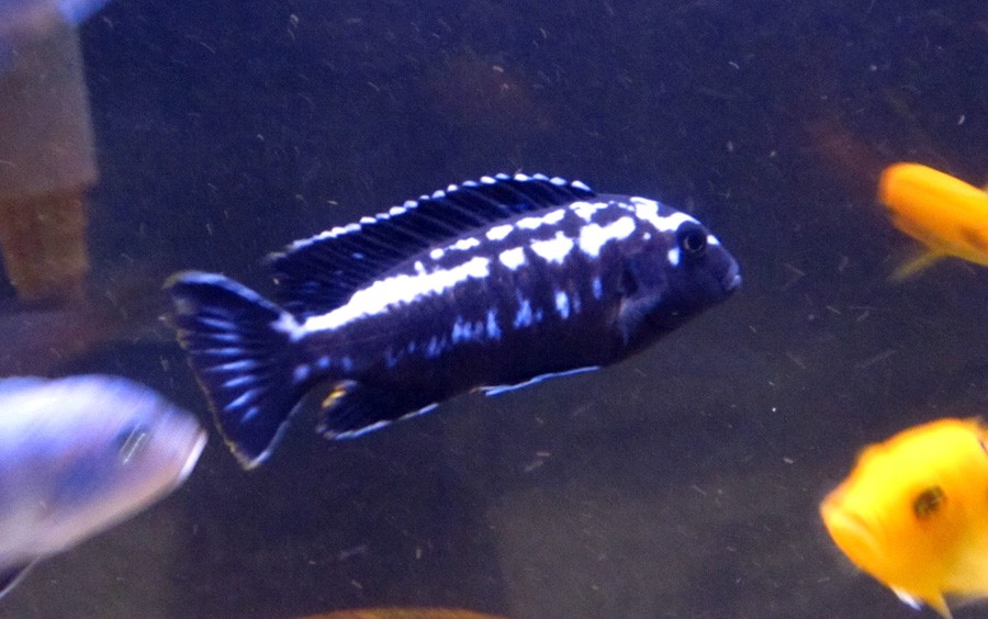 Melanochromis Interruptus 2