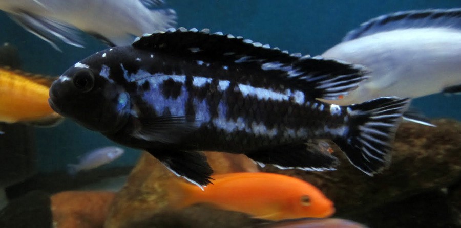 Melanochromis Interruptus 3