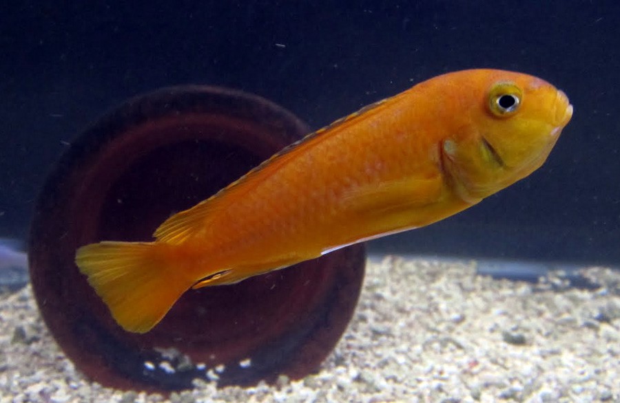 Melanochromis Interruptus 4