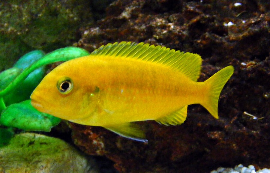 Melanochromis Interruptus 5