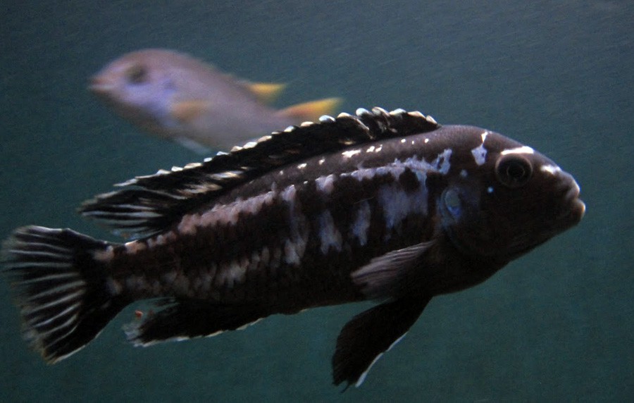 Melanochromis Interruptus 6