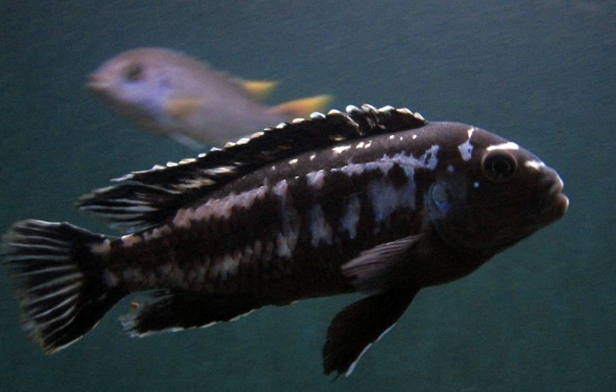 Melanochromis Interruptus 6