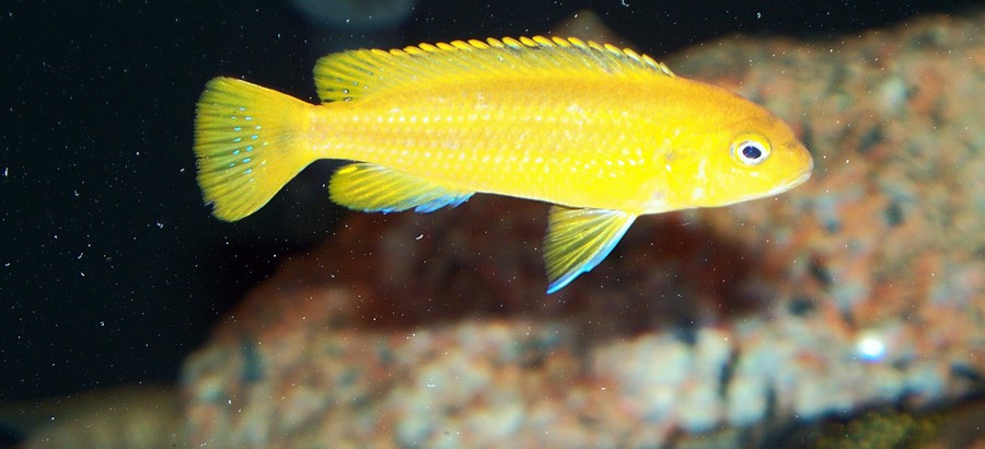 Melanochromis Johanni 2