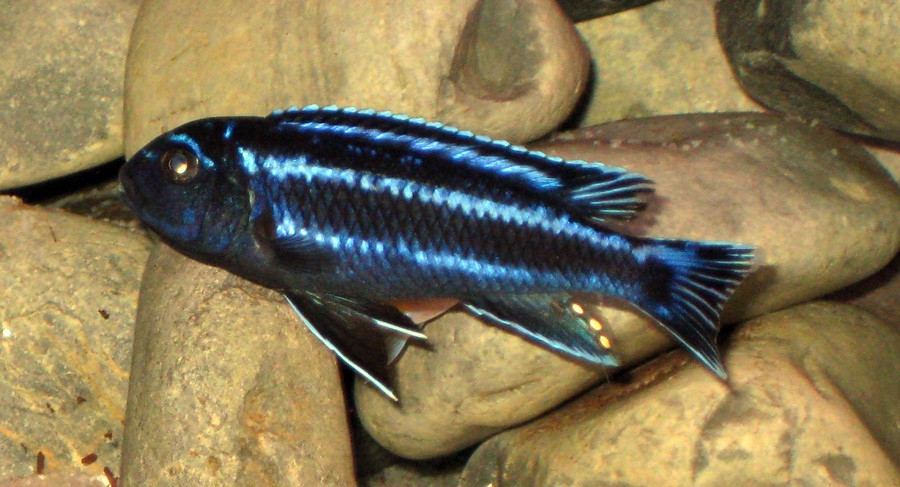 Melanochromis Johanni 3