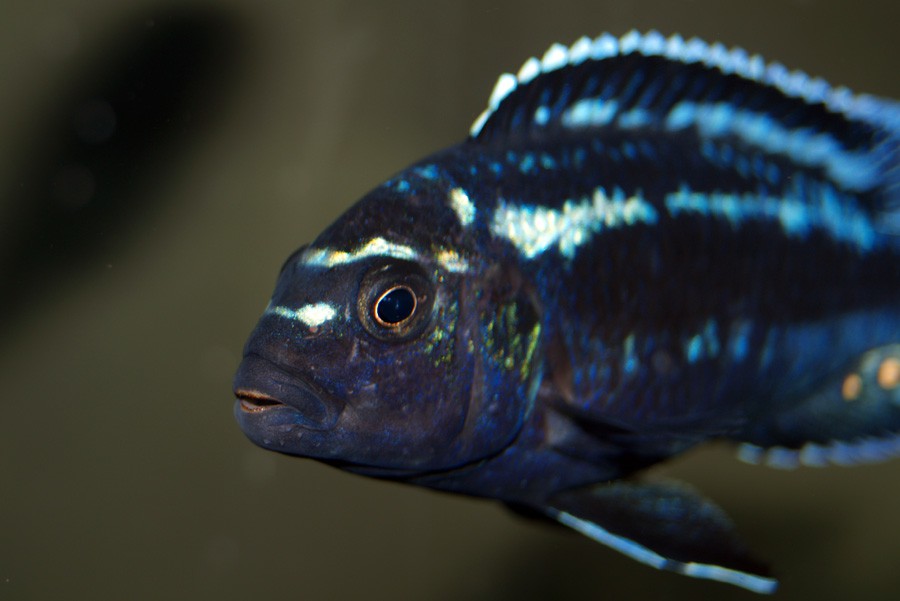 Melanochromis Johanni 4