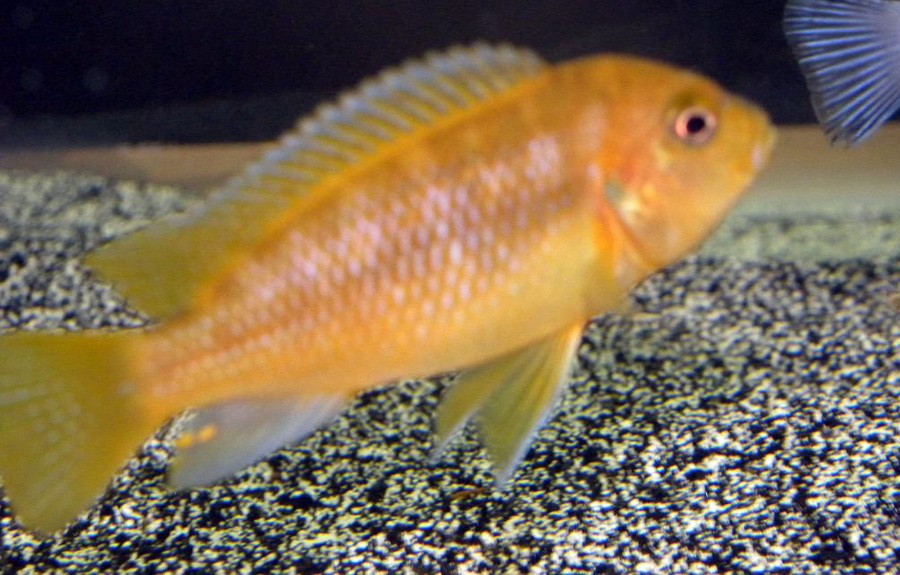 Melanochromis Johanni 5