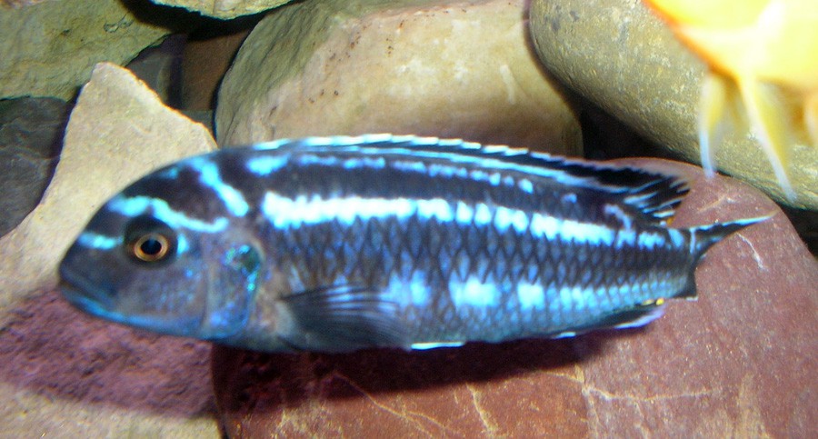 Melanochromis Johanni 6