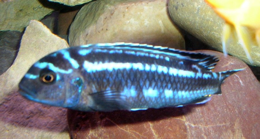 Melanochromis Johanni 6